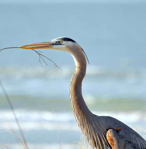 Great Blue Heron Art Print featuring the photograph Great Blue Heron Nesting by Rose Hill