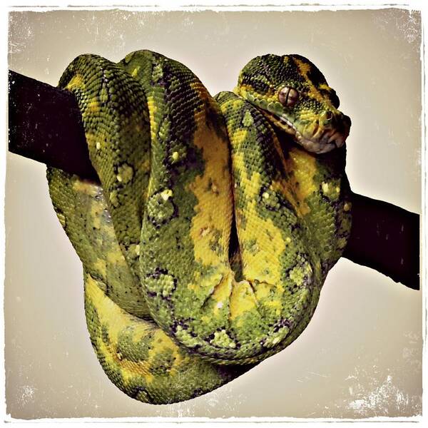 Animal Art Print featuring the digital art Green Tree Python 2 by Alondra Hanley