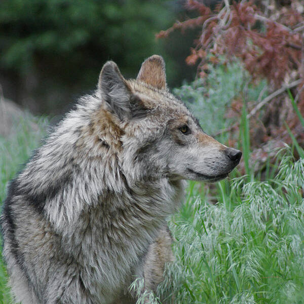 Wolf Art Print featuring the mixed media Grey Wolf Profile 2 by Ernest Echols