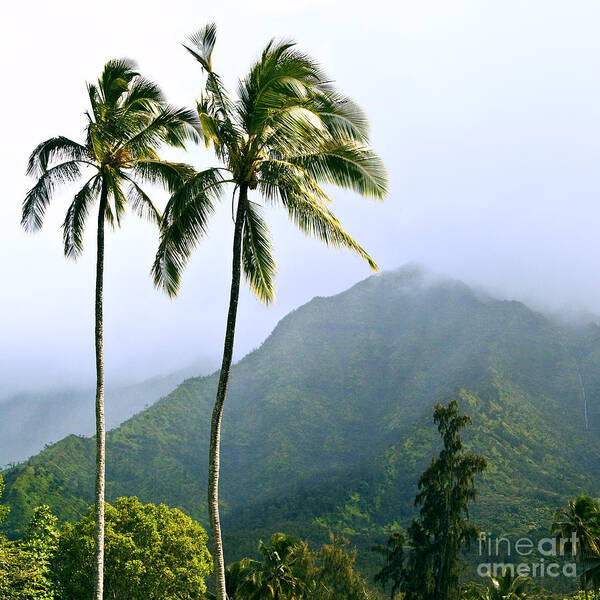 Kauai Art Print featuring the photograph Hanalei by Roselynne Broussard