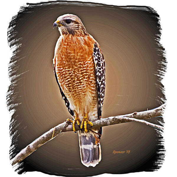 Florida Art Print featuring the photograph Hawk by T Guy Spencer