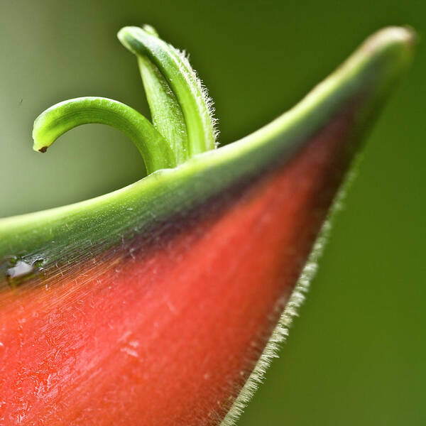 Heiko Art Print featuring the photograph Heliconia orthotricha by Heiko Koehrer-Wagner