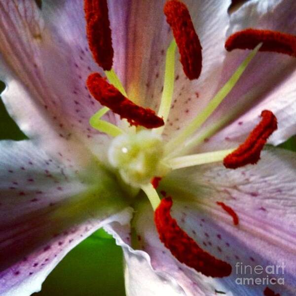 Lily Art Print featuring the photograph Here I Am by Denise Railey