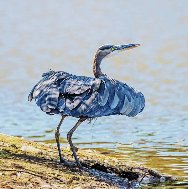 Heron Art Print featuring the photograph Heron Puffing by Jerry Cahill