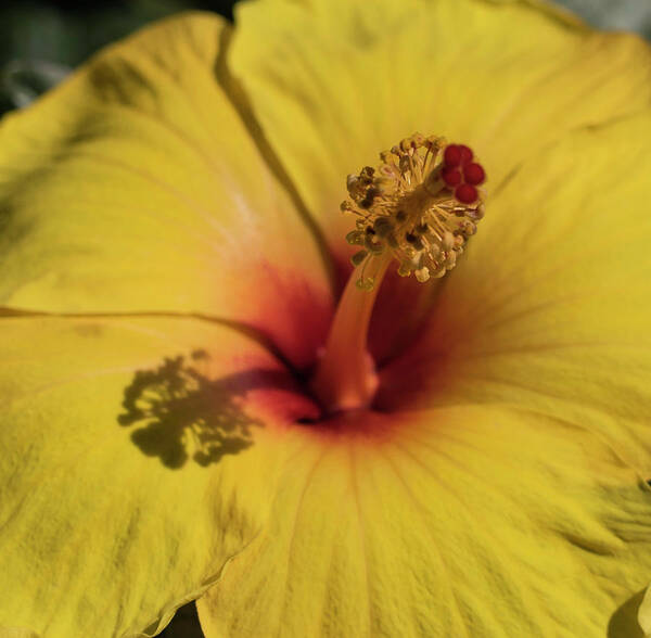 Cathy Donohoue Photography Art Print featuring the photograph Hibiscus by Cathy Donohoue