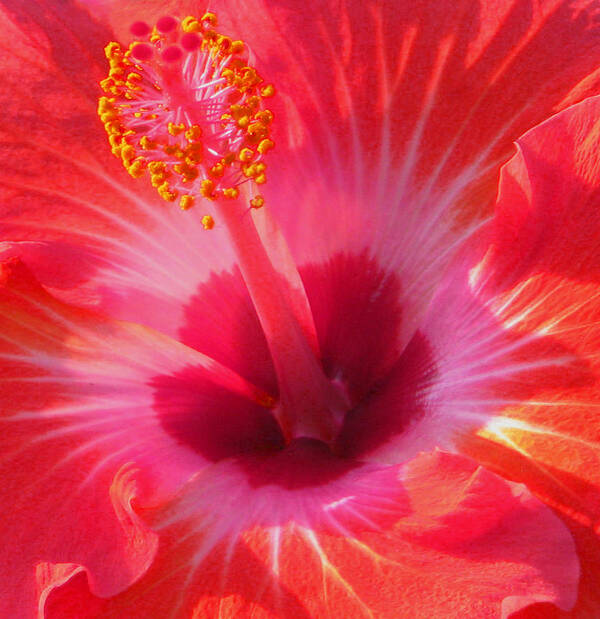 Hibiscus Art Print featuring the photograph Hibiscus - Coral and Pink square by Kerri Ligatich