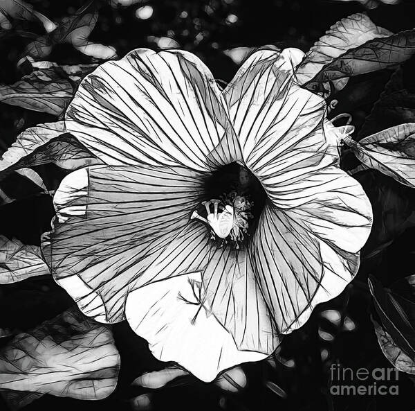 Hibiscus Drawing Art Print featuring the photograph Hibiscus in Black and White by Luther Fine Art