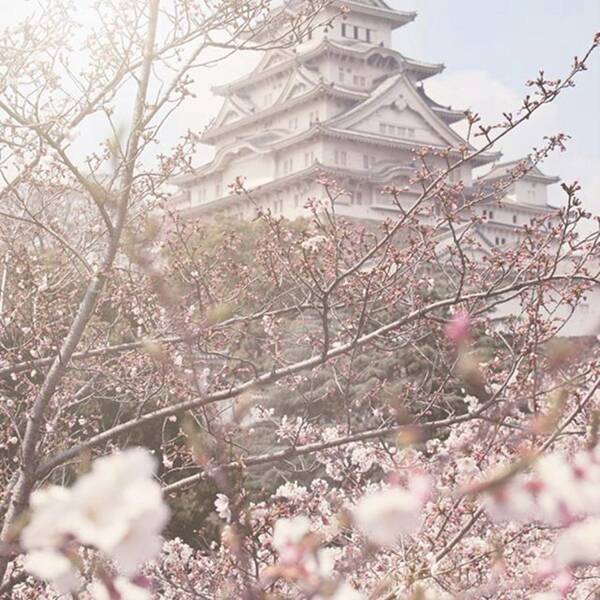 Nothingisordinary Art Print featuring the photograph Himeji Castle At Cherry Blossom by Margaret Goodwin