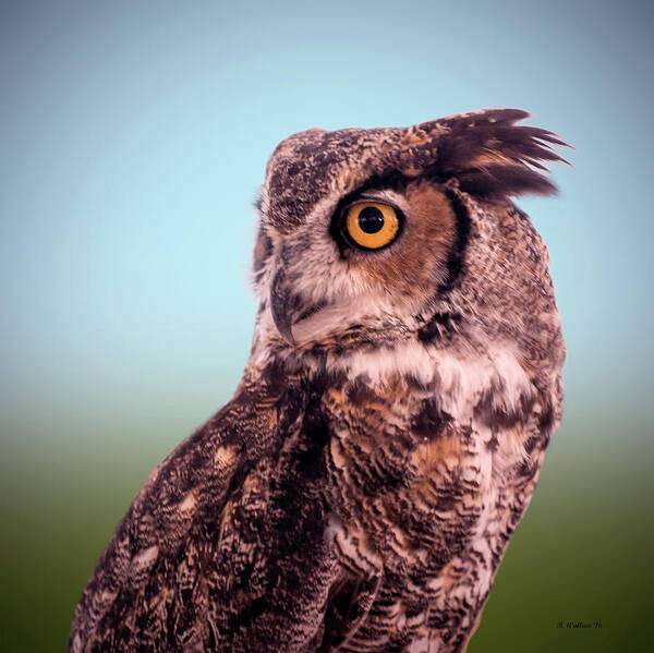 2d Art Print featuring the photograph Hoot Owl - Great Horned Owl by Brian Wallace