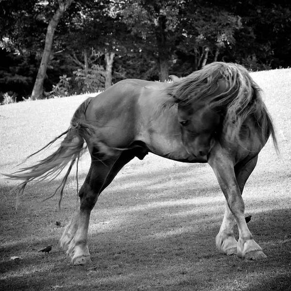 Horse Art Print featuring the photograph Horse Moves 2 by Nathan Larson