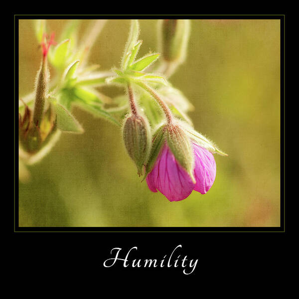 Inspiration Art Print featuring the photograph Humility 3 by Mary Jo Allen