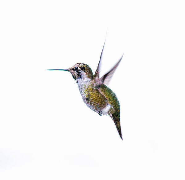 Nature Photography Art Print featuring the photograph Hummingbird in Flight by E Faithe Lester
