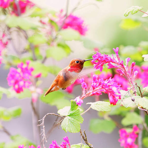 Hummingbird Art Print featuring the photograph Hummingbird in Spring by Peggy Collins