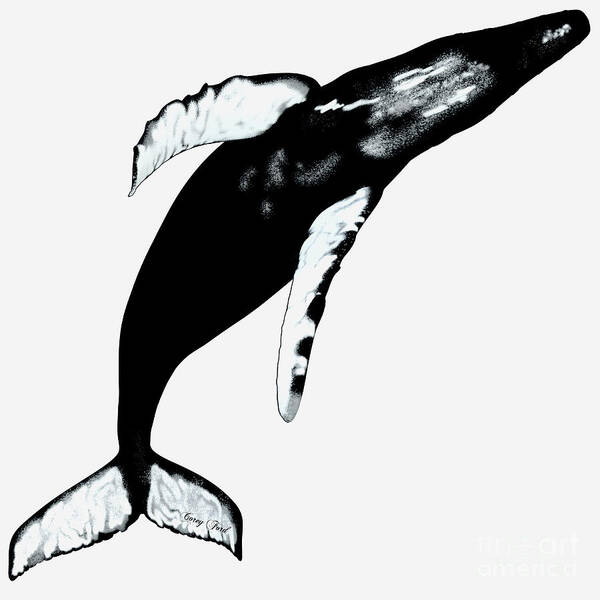 Humpback Whale Art Print featuring the painting Humpback Whale on White by Corey Ford