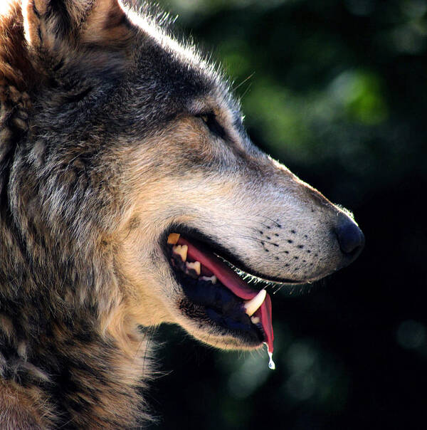 Wolves Art Print featuring the photograph Hunting Wolf by Martin Newman