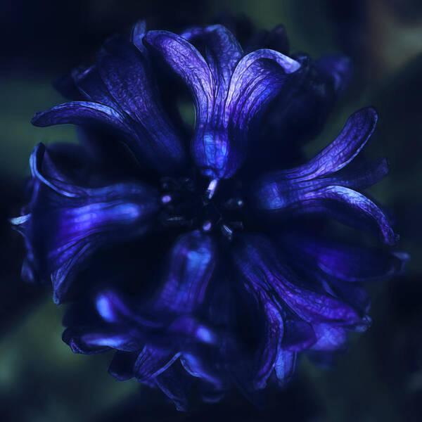 Bloom Art Print featuring the photograph Hyacinth by Robert FERD Frank