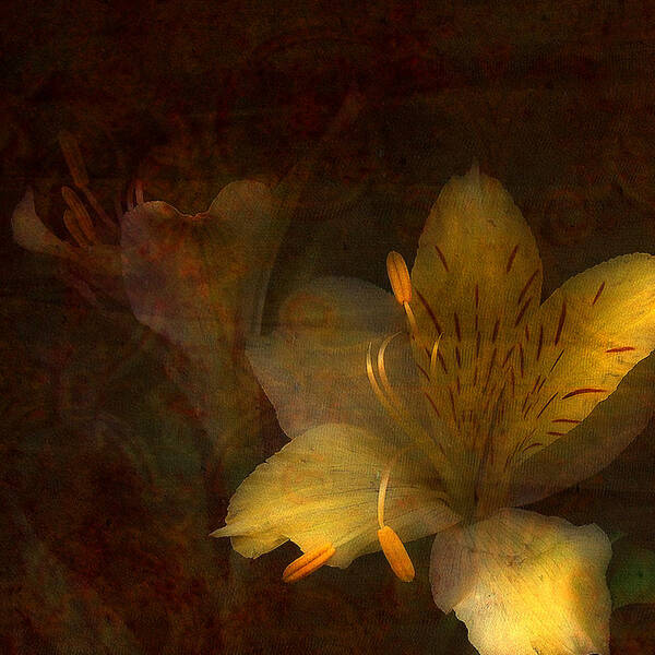 Day Lilies Art Print featuring the photograph Illumination by Bonnie Bruno