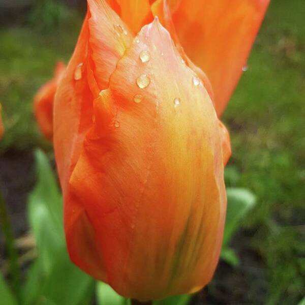 Tulips Art Print featuring the photograph In A Brief Pause Of The Rain A Took A by Dante Harker