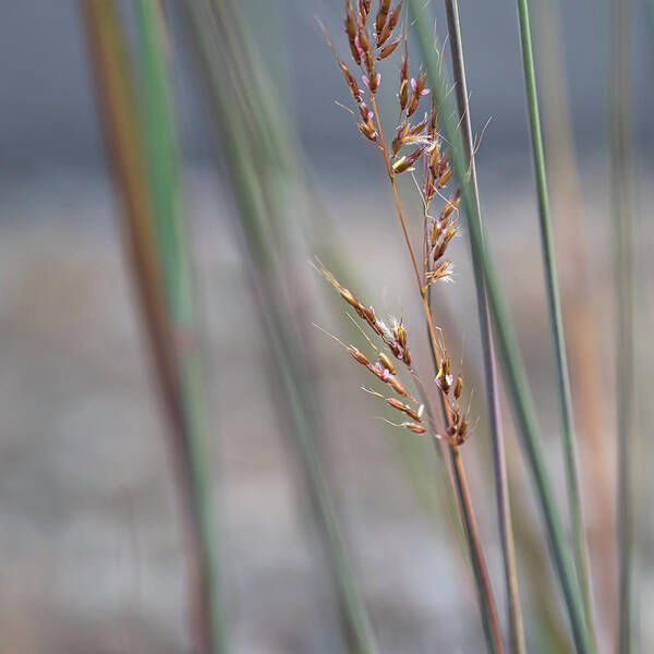 Tall Grass Art Print featuring the photograph In the Company of Blue 2 - by Julie Weber