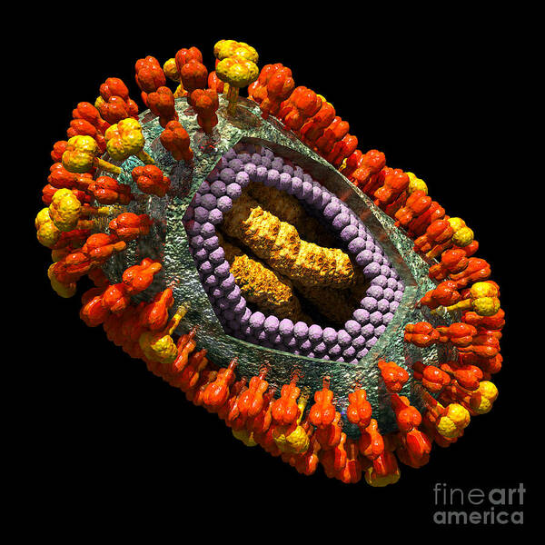 Biological Art Print featuring the digital art Influenza Virus Cutaway 5 by Russell Kightley