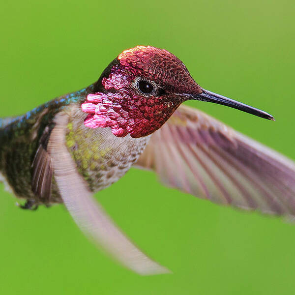 Bird Art Print featuring the photograph Iridescent Inquisitor by Briand Sanderson