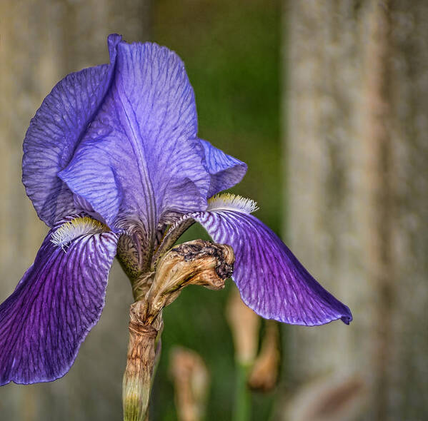 Greg Jackson Art Print featuring the photograph Iris in Late April by Greg Jackson