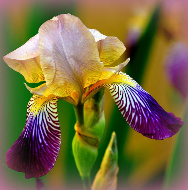 Iris Stepping Out Art Print featuring the photograph Iris Stepping Out by Kimberly Woyak