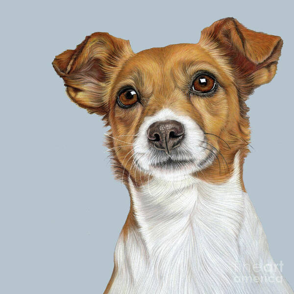 Jack Russell Art by Donna Mulley - Pixels
