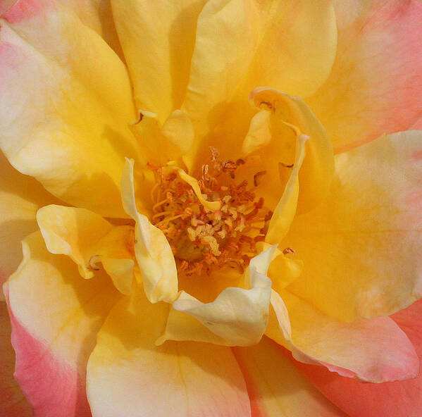 Rose Art Print featuring the photograph Jacob's Bands of Color by Marna Edwards Flavell