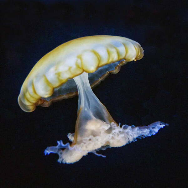Sea Life Art Print featuring the photograph Jellyfish No. 1 by Alan Toepfer