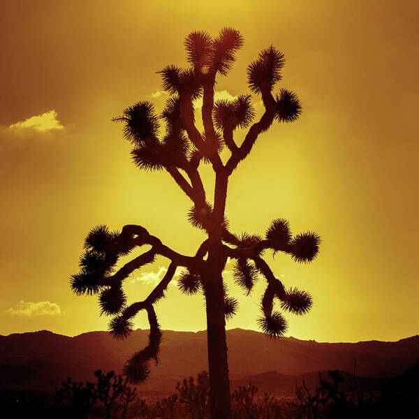 Joshua Tree Art Print featuring the photograph Joshua Tree by Stephen Stookey