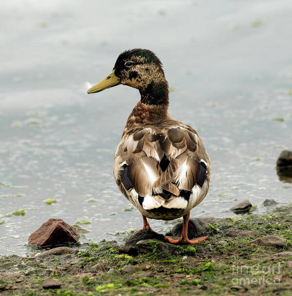 Duck Art Print featuring the photograph Just Ducky by Sam Rino