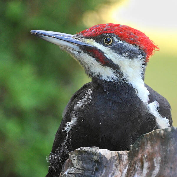 Pileated Woodpecker Art Print featuring the photograph King of the Castle by Carl Olsen