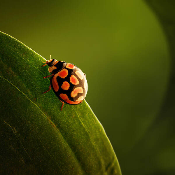 Ladybug Art Print featuring the photograph Ladybug on green leaf by Johan Swanepoel