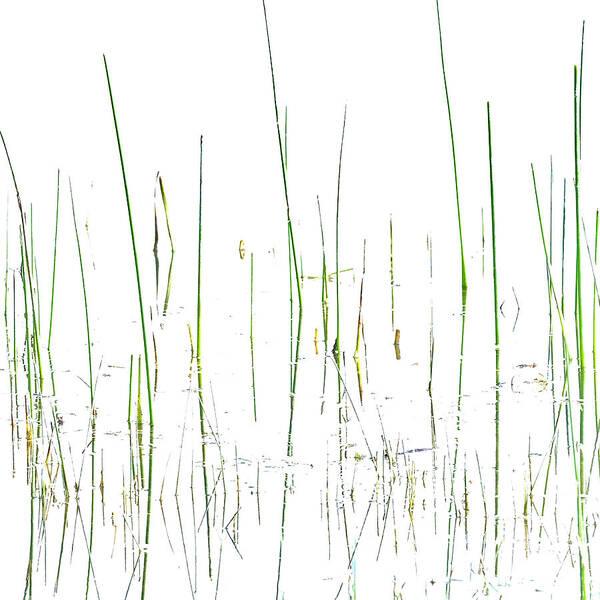 Grasses Art Print featuring the photograph Lake Grass by Deborah Hughes
