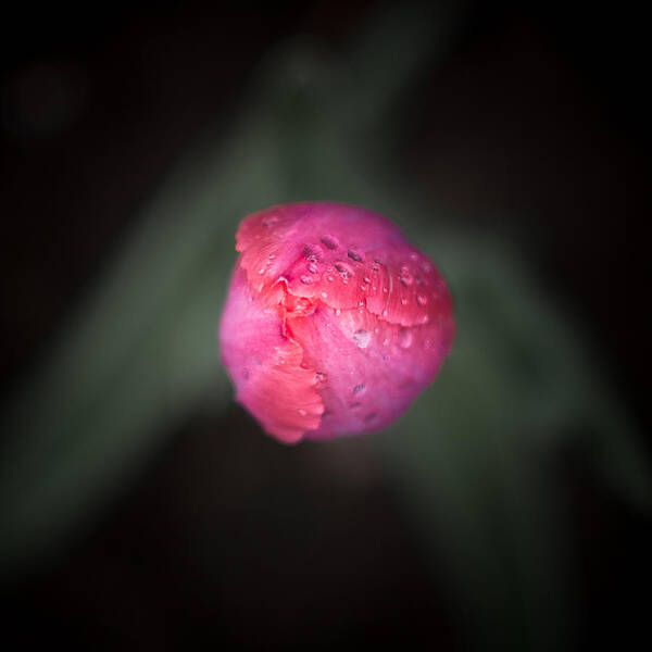 Awakening Art Print featuring the photograph Late May 7 pink tulip by Jakub Sisak