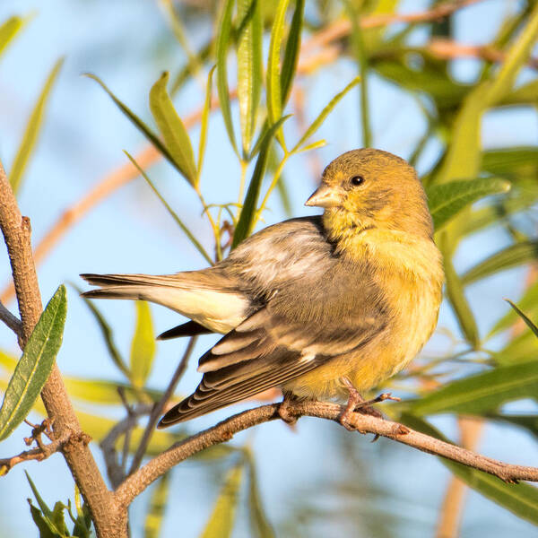 Bird Art Print featuring the photograph Lesser Goldfinch by Dan McManus