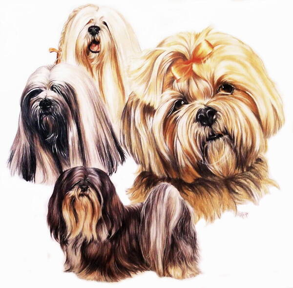 Non-sporting Group Art Print featuring the mixed media Lhasa Apso Montage by Barbara Keith