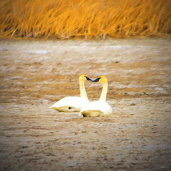 Swans Art Print featuring the photograph Life Mate Impressions by Greg Norrell