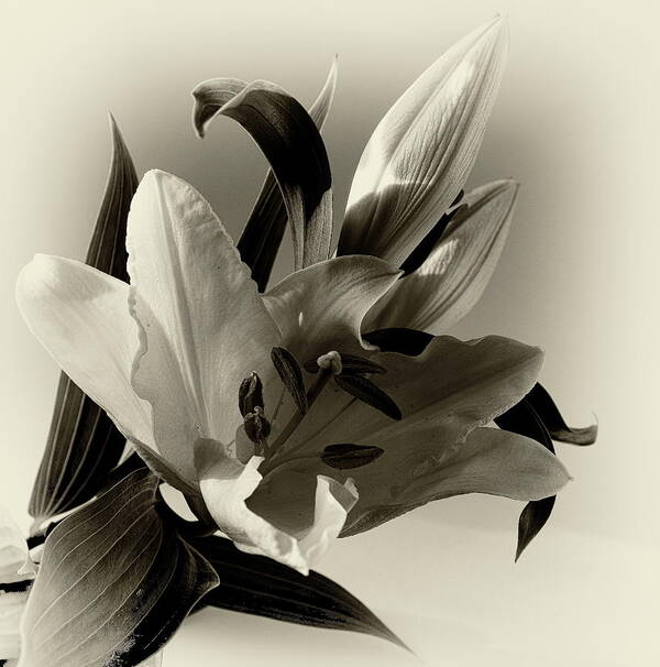 Lily Art Print featuring the photograph Lily in Sepia by Jeff Townsend