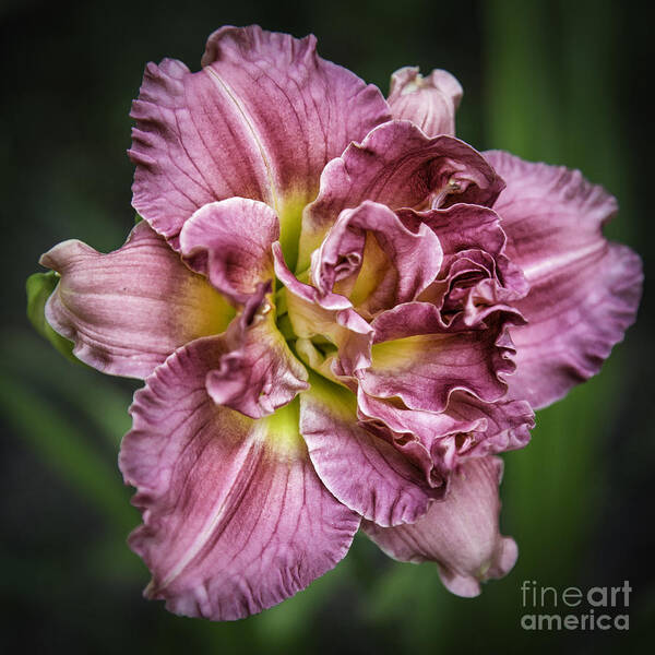 Flowers Art Print featuring the photograph Lily Magenta by Timothy Hacker