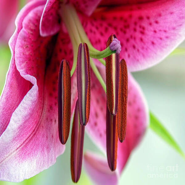 Nature Art Print featuring the photograph Lily Wishes by Jean OKeeffe Macro Abundance Art