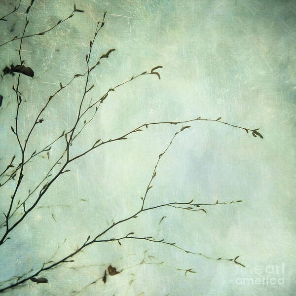 Twigs Art Print featuring the photograph Limbs of a tree 4 by Priska Wettstein