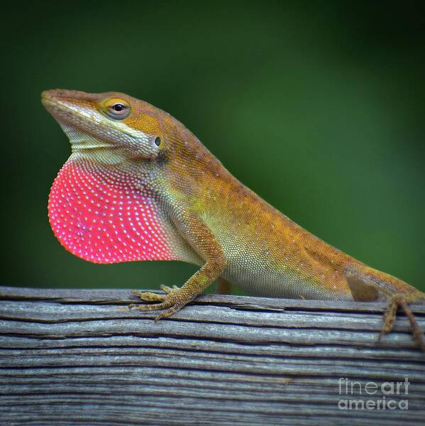 Animals Art Print featuring the photograph Lizardry by Skip Willits