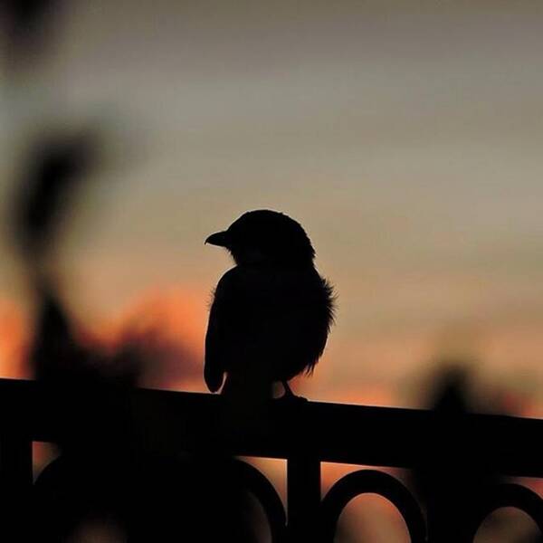 Wildlife Art Print featuring the photograph Loggerhead Shrike Silhouetted At Sunset by Connor Beekman