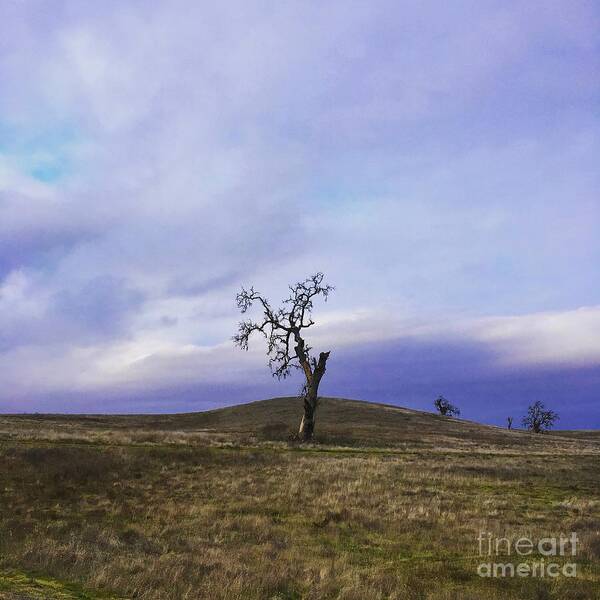 Purple Art Print featuring the photograph Lone Purp by Paul Foutz