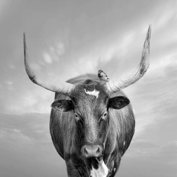 Longhorn Art Print featuring the photograph Longhorn Respite by Robin-Lee Vieira