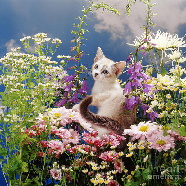 Devon Rex Art Print featuring the photograph Looking back with Flowers by Warren Photographic