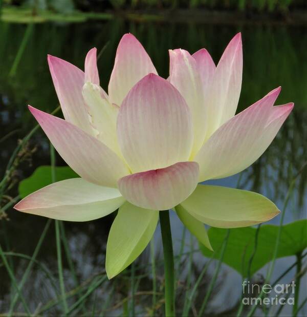 Flower Art Print featuring the photograph Lotus in Full Bloom II by Anita Adams