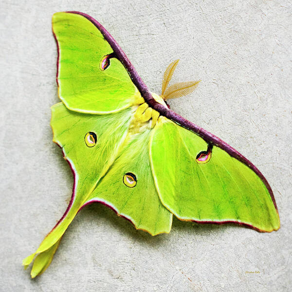 Luna Moth Art Print featuring the photograph Luna Moth by Christina Rollo